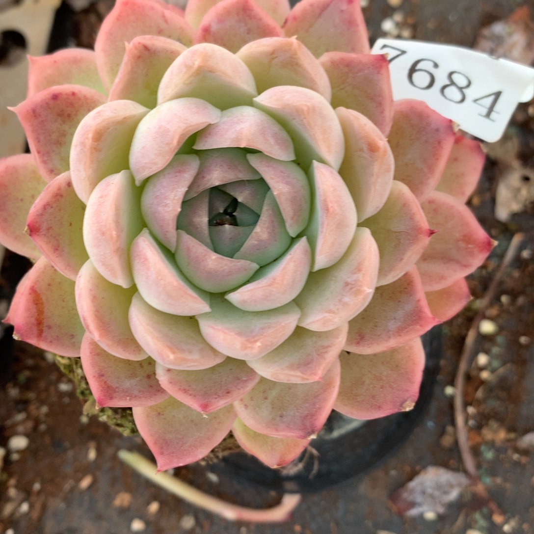 7684杂交多肉老桩