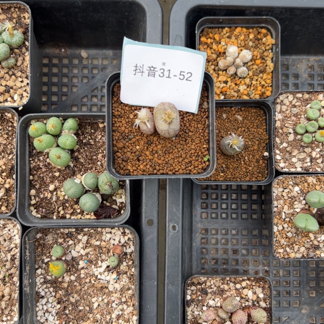 给***特31-52肉锥多肉植物