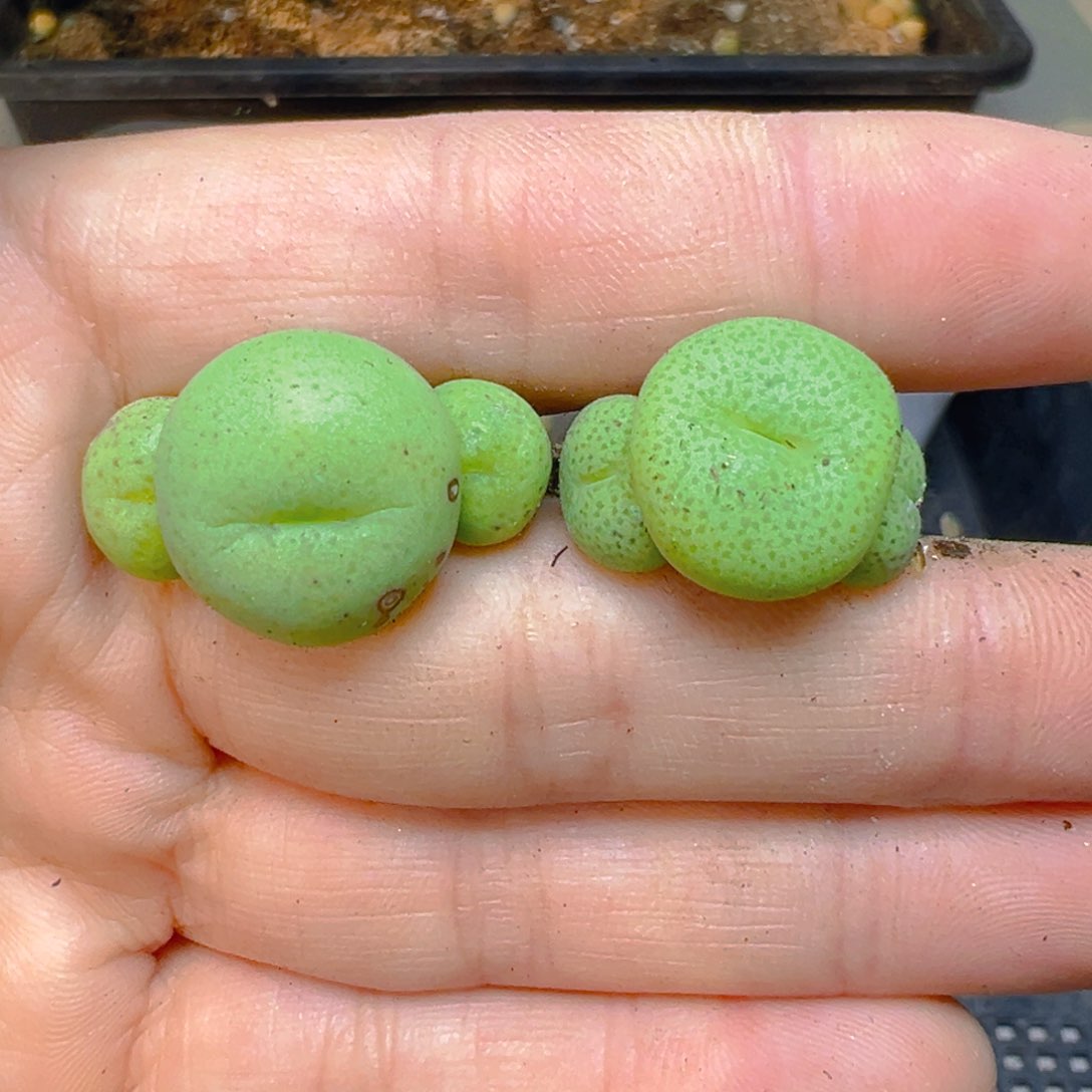 【闪购商品】658……