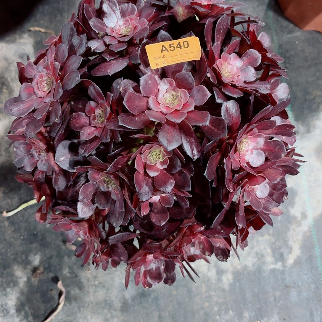 铜壶中班法师多肉植物540