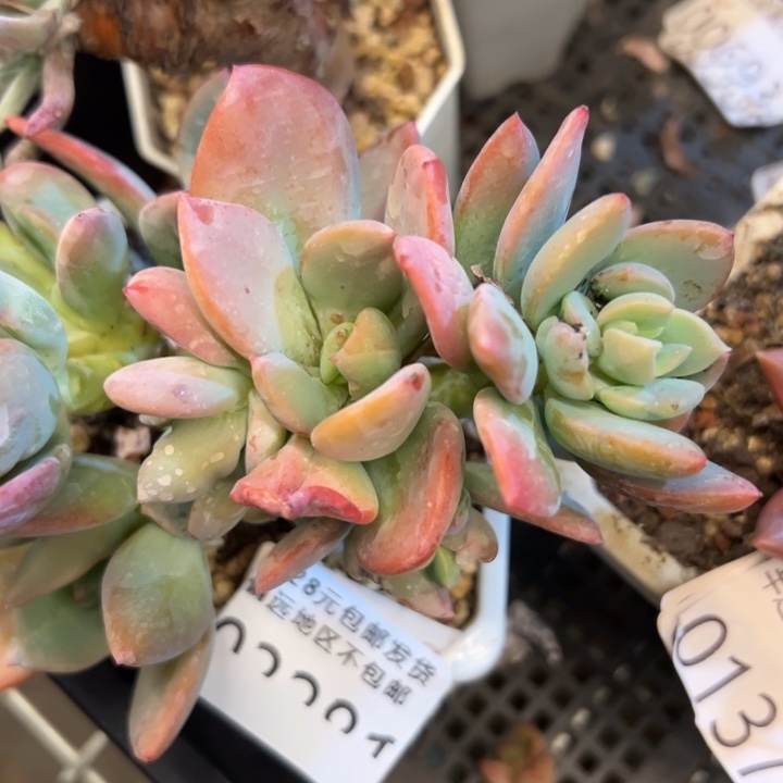 幸运儿是一位非常幸运