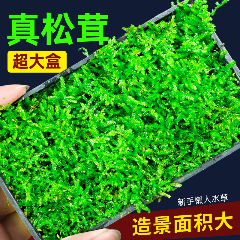 莫斯水草鱼缸松茸莫斯盒造景专用沉木石头造景树装饰前景阴性植物