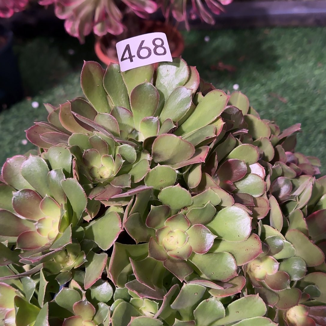 多肉植物法师雅典娜468