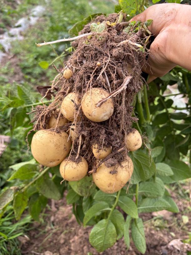 【新鲜洋芋】重庆农家自种土豆洋芋马铃薯