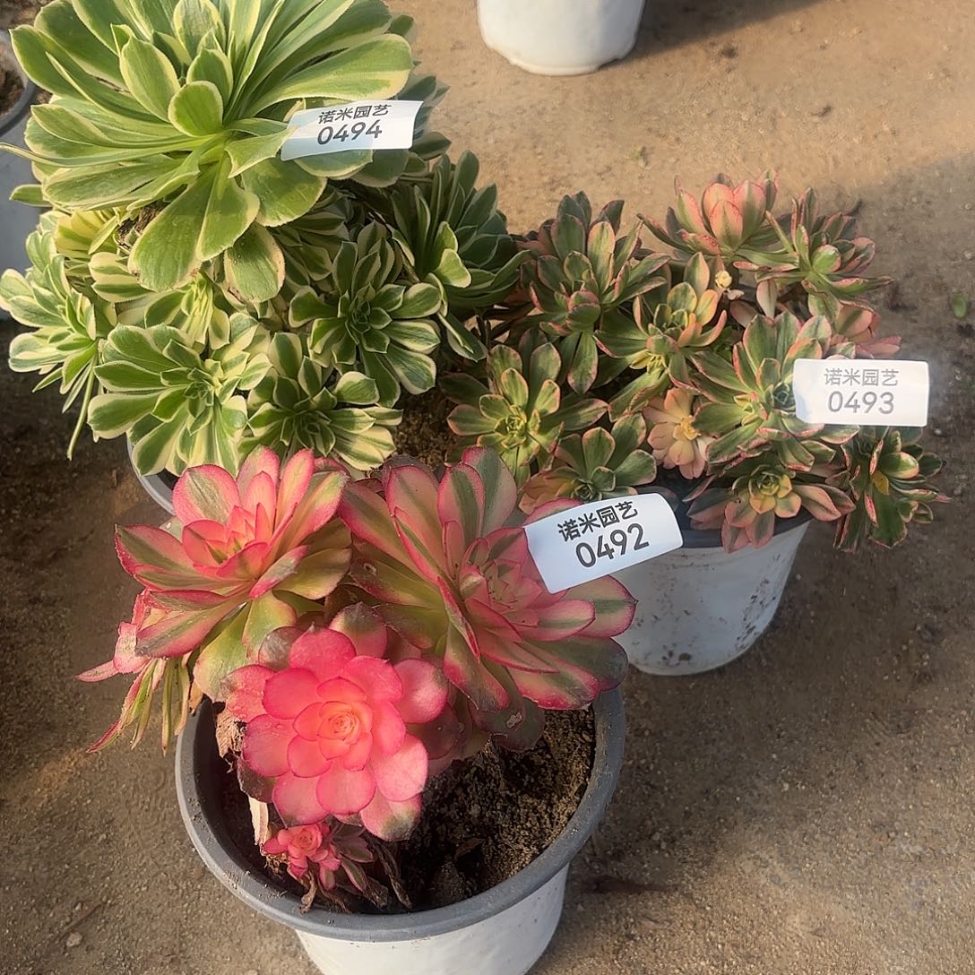 颜凝甜茶倾城砍头群多肉植物492-93-94
