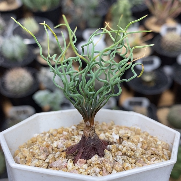 方便面弹簧草1007号2.5cm