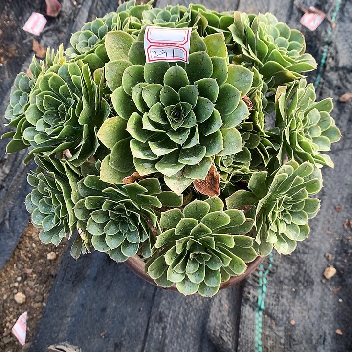 291翡翠玫瑰多肉植物