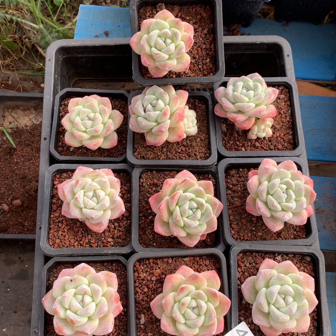 469号新疆西藏内蒙古不包邮的，