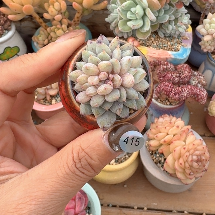 415 多肉含盆土 30元包邮 除偏远地区
