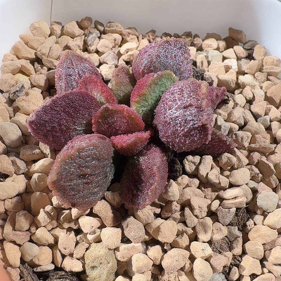 彼***花火凤凰               