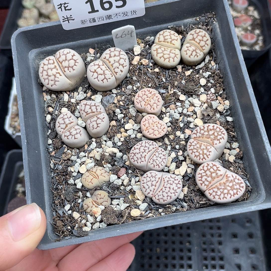 16500000花路啊花花花花