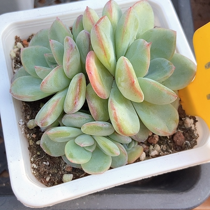 多肉植物泡芙792多肉