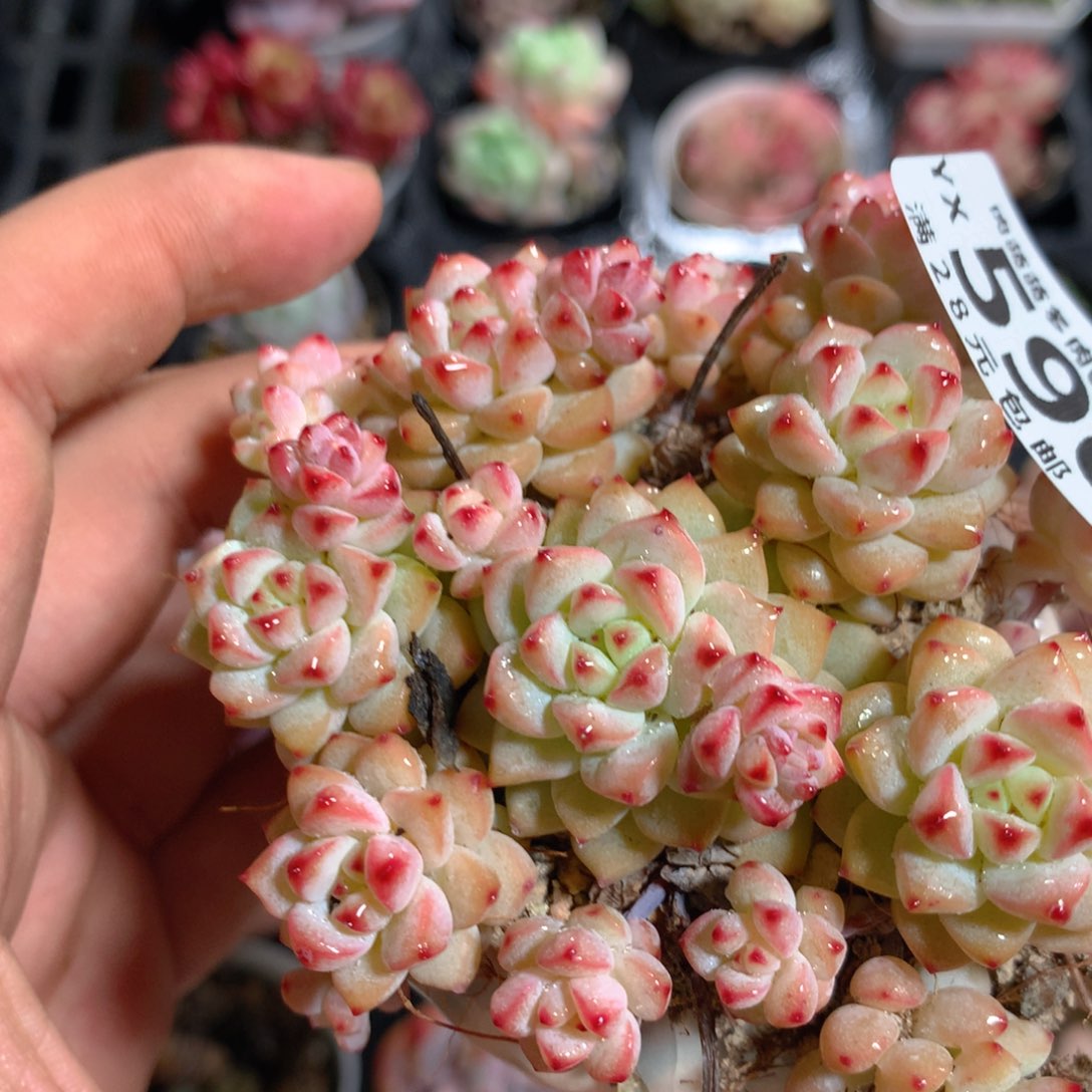 5CM拇指盆精控多肉YX596