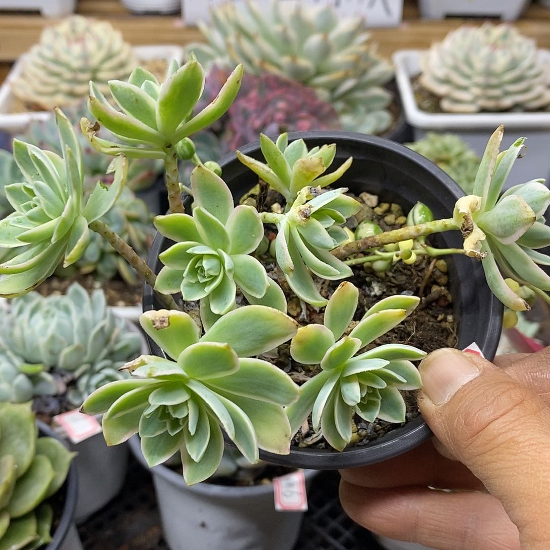 03120 福利薄化妆锦自然群 不售后