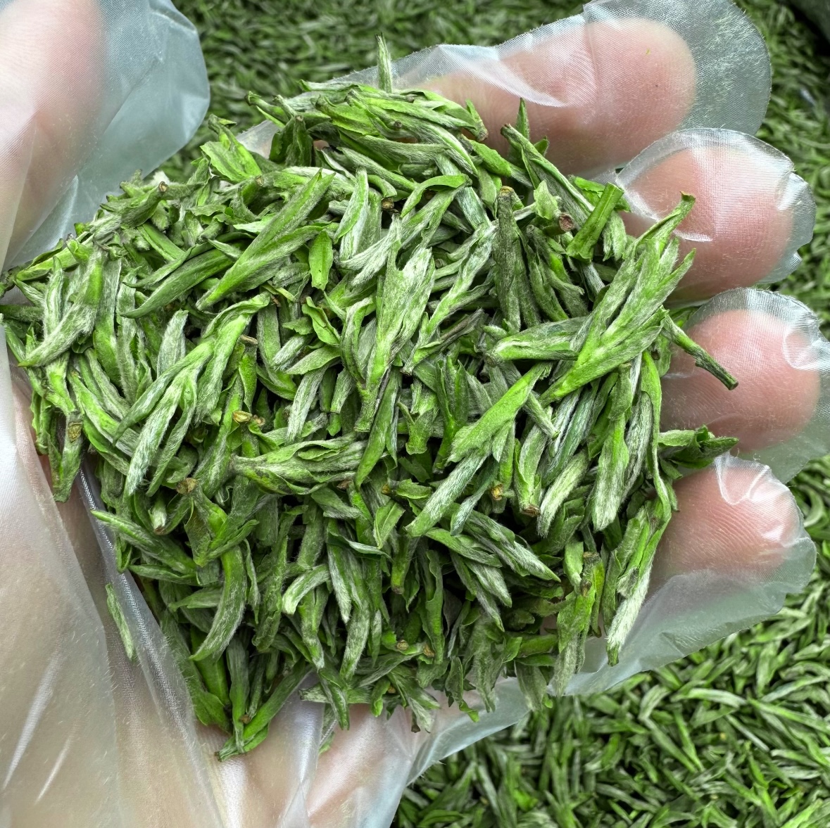 2025年春茶安徽毛峰支持试吃