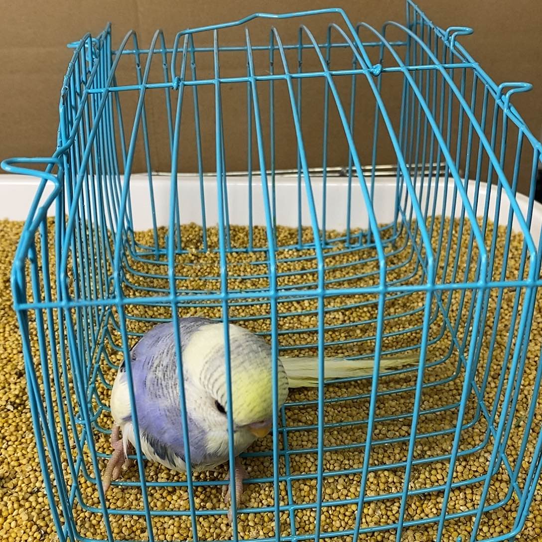 虎皮鹦鹉大头虎皮