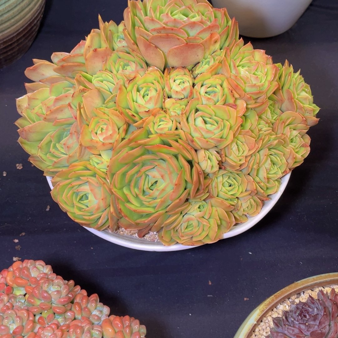 木*多肉植物老桩带盆物流到付