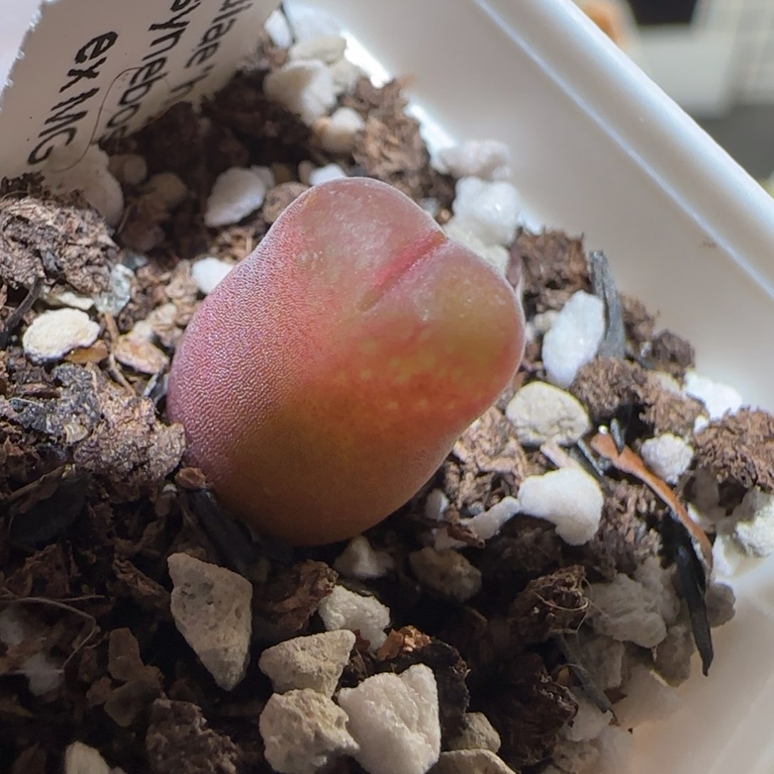 肉锥多肉植物百科-1797.67风铃1100