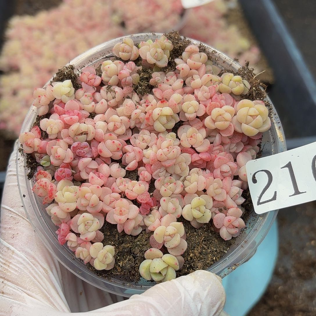 多肉植物多肉植物216