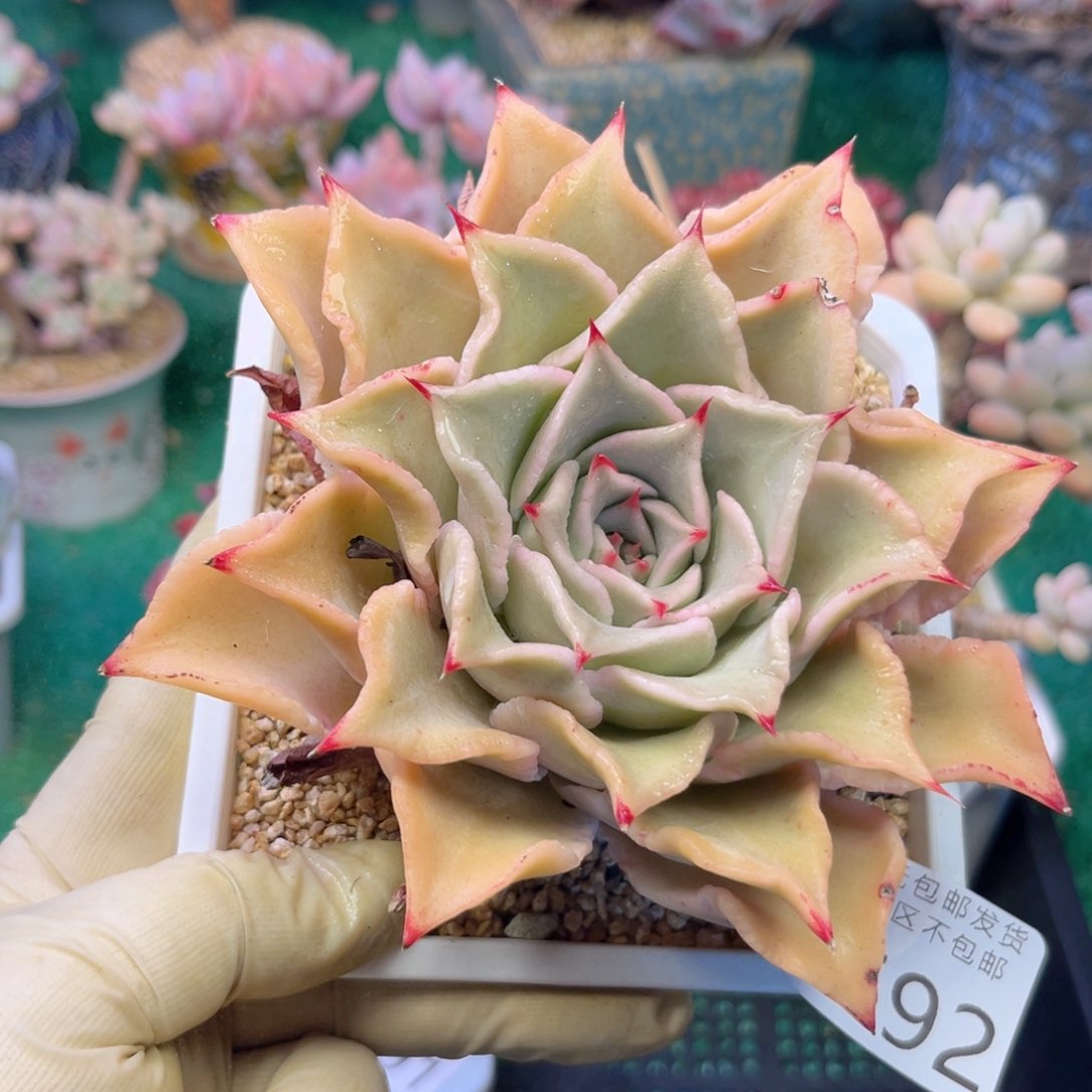 大1692（z b x b c nv n n