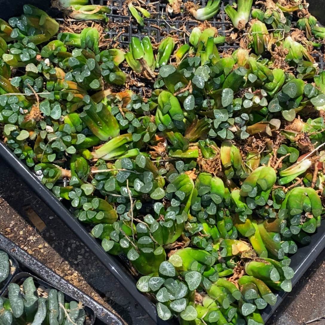 2632 一颗实生小万象 元旦整点福利