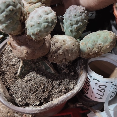 955嫁接习志野仙人球