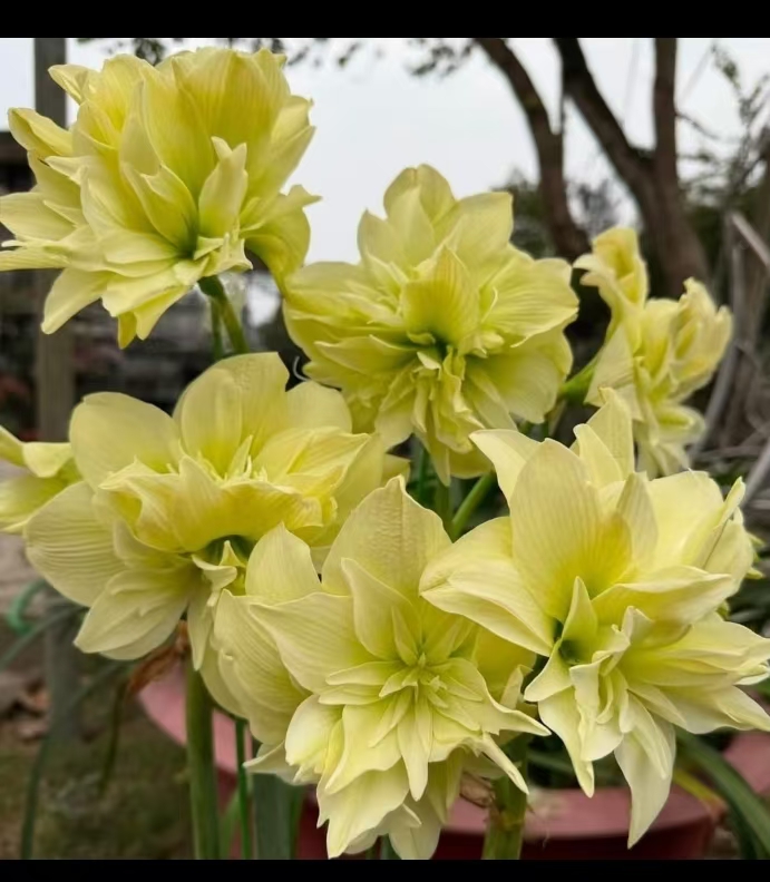 澳朱台朱国内自育新品包邮-双黄