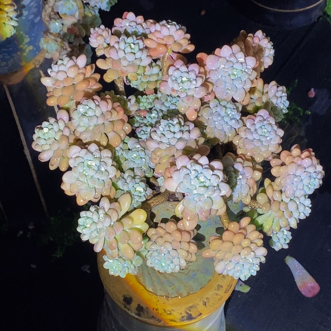 拉****3鱼子酱多肉包邮到家