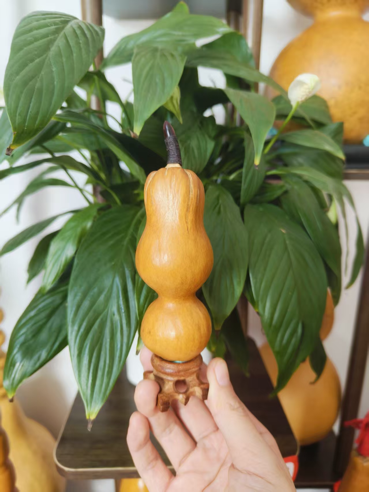 美顺葫芦直播间专用链接，一物一拍