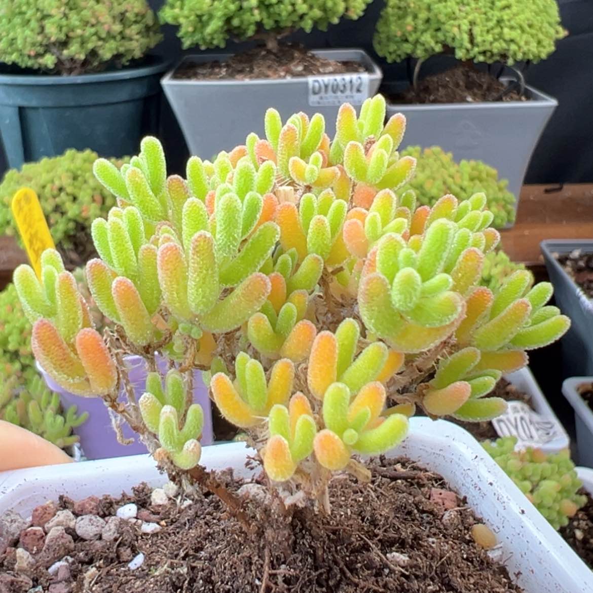 【闪购商品】dy0301冰川冠幅5.5cm