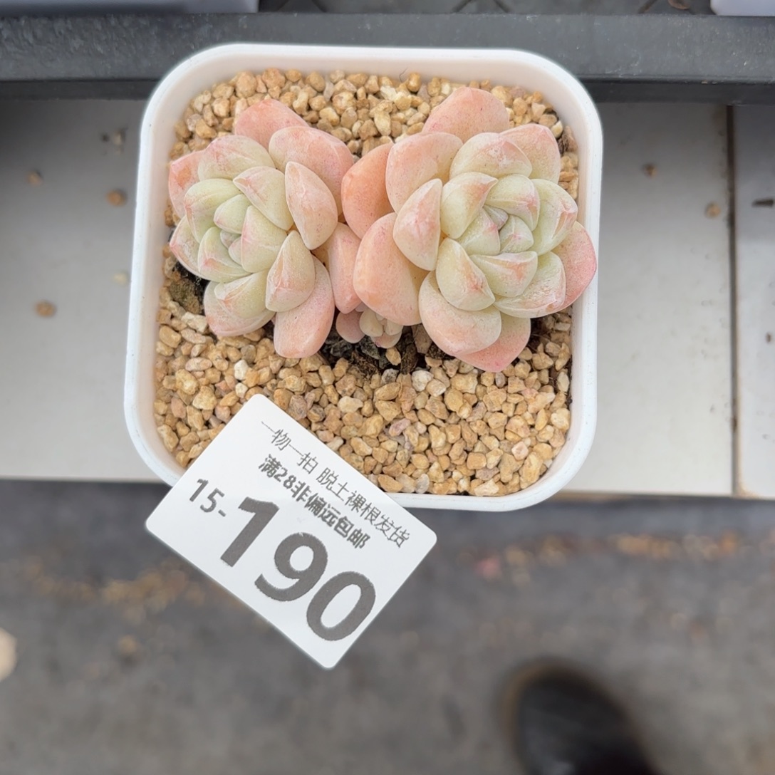 i***7冰玉多肉多肉多肉