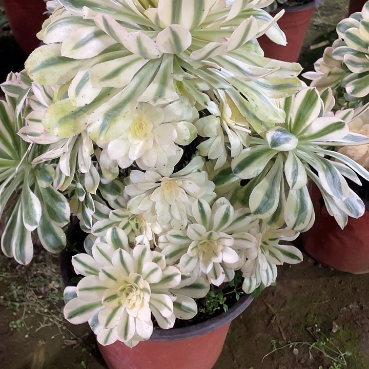 多肉法师多肉法师538 保时捷