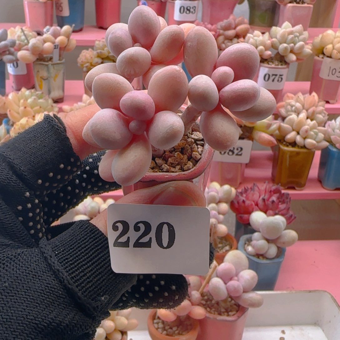 桃蛋220 ，带盆土发货，满38包邮非偏远。