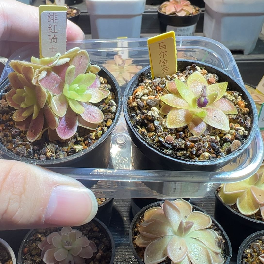 隐***膀捕虫堇脱土发骑士马尔2674