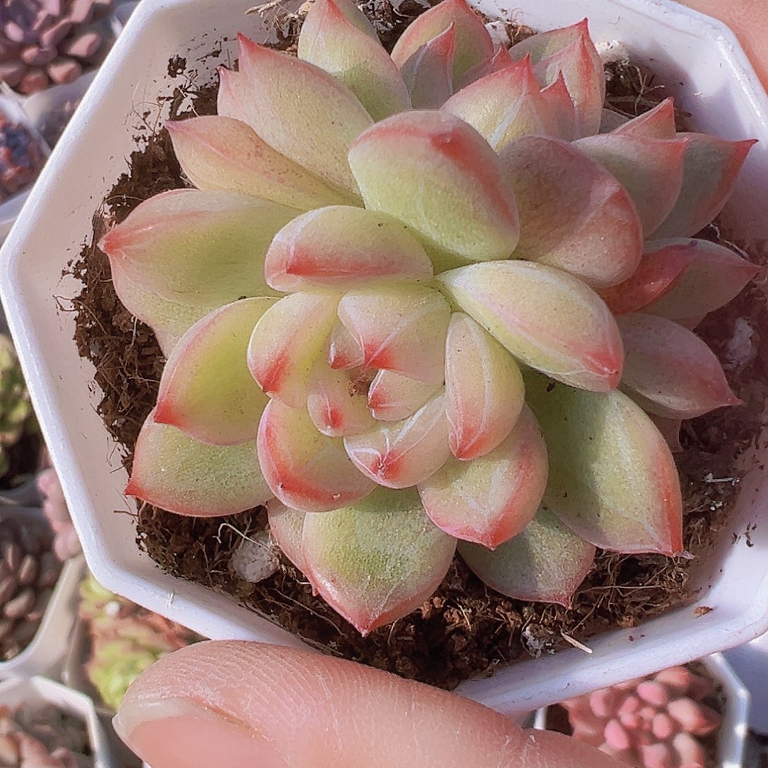 八角双头雪花珍妮19包邮多肉