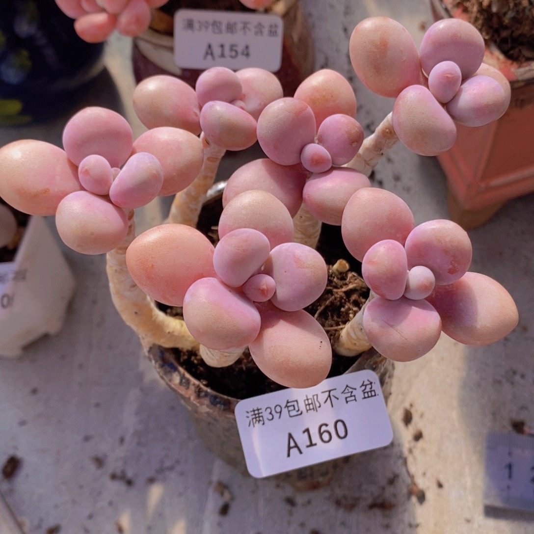 糖果桃蛋老桩10cm160多肉植物