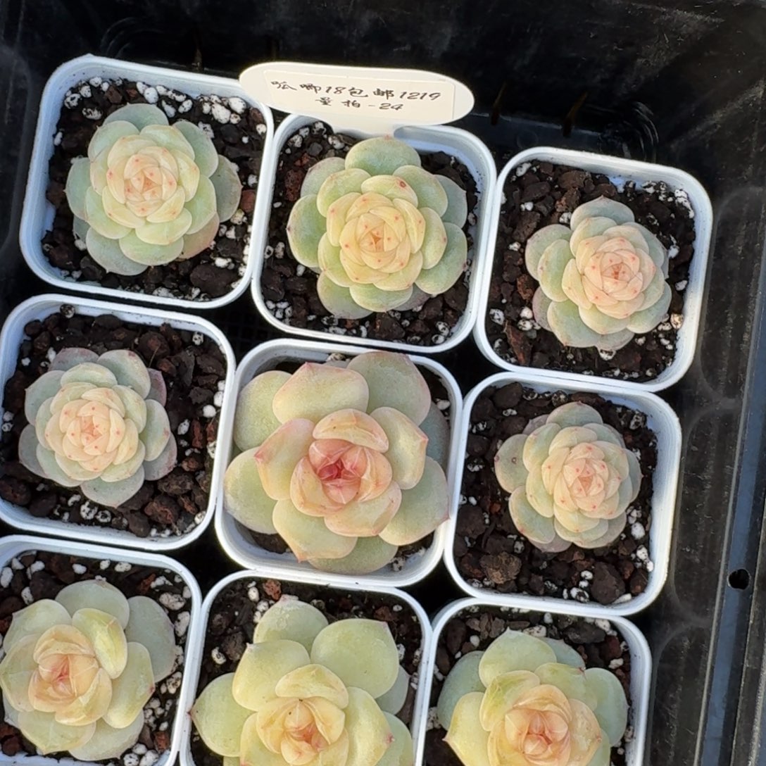 1219-024-芳草一一颗量拍