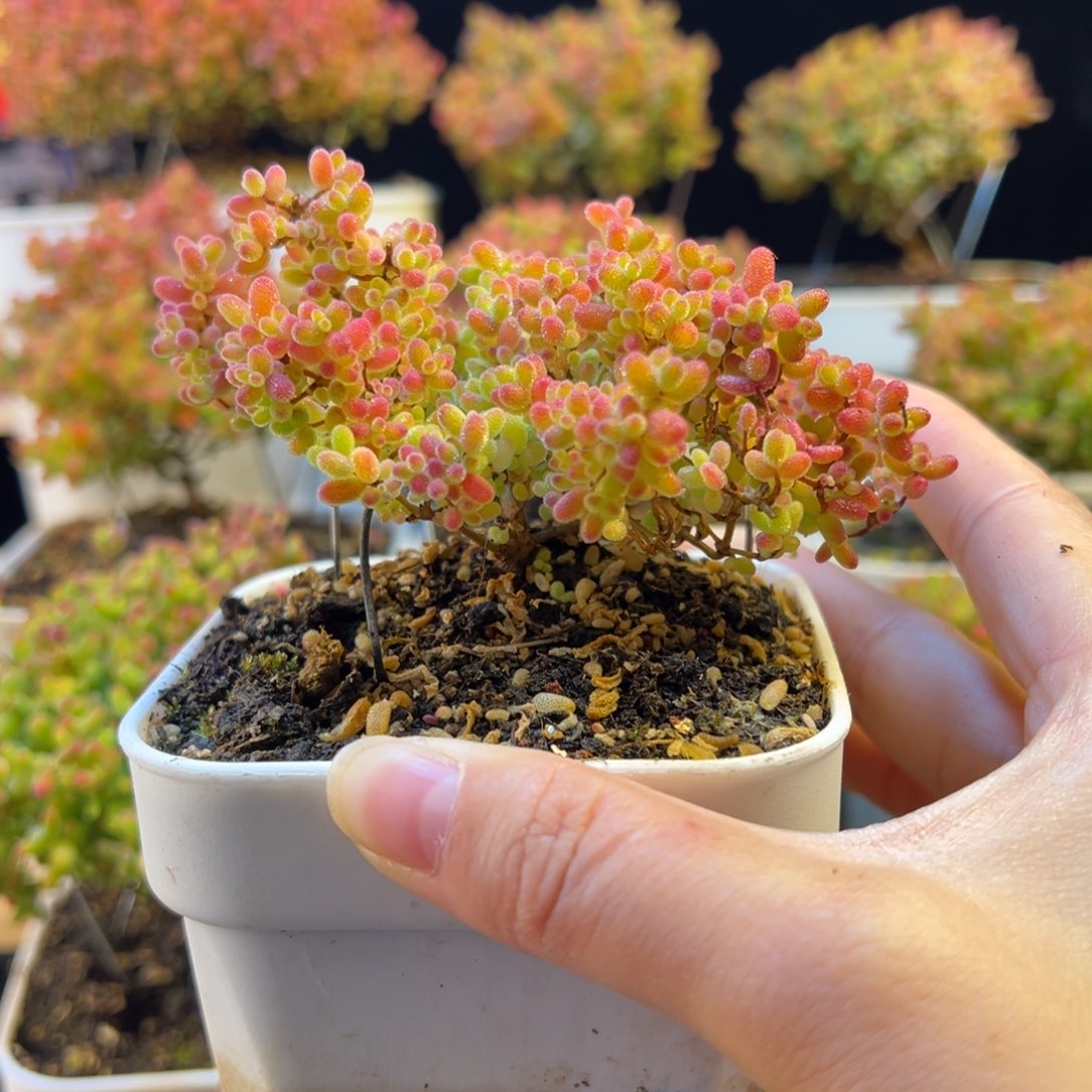 枝干 枝干 枝干 枝干