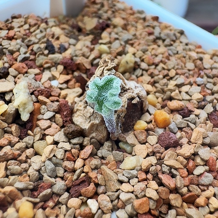 多肉植物福利风铃冰晶海带288