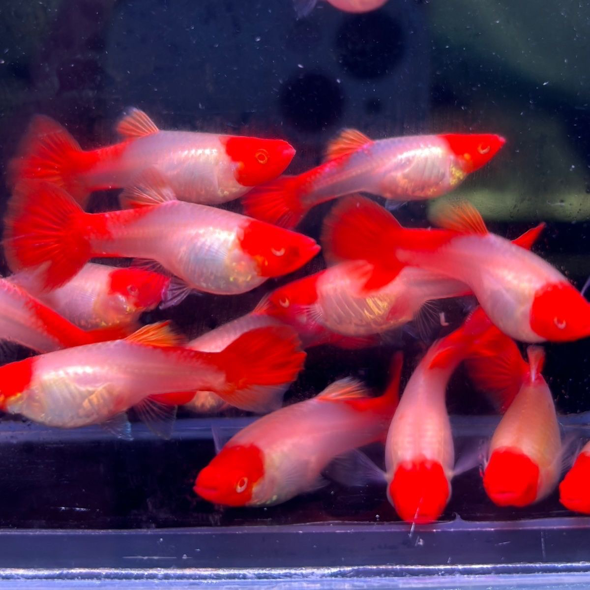 鸿运当头孔雀鱼大号包头包腮红头红尾精品热带淡水小型观赏鱼好养