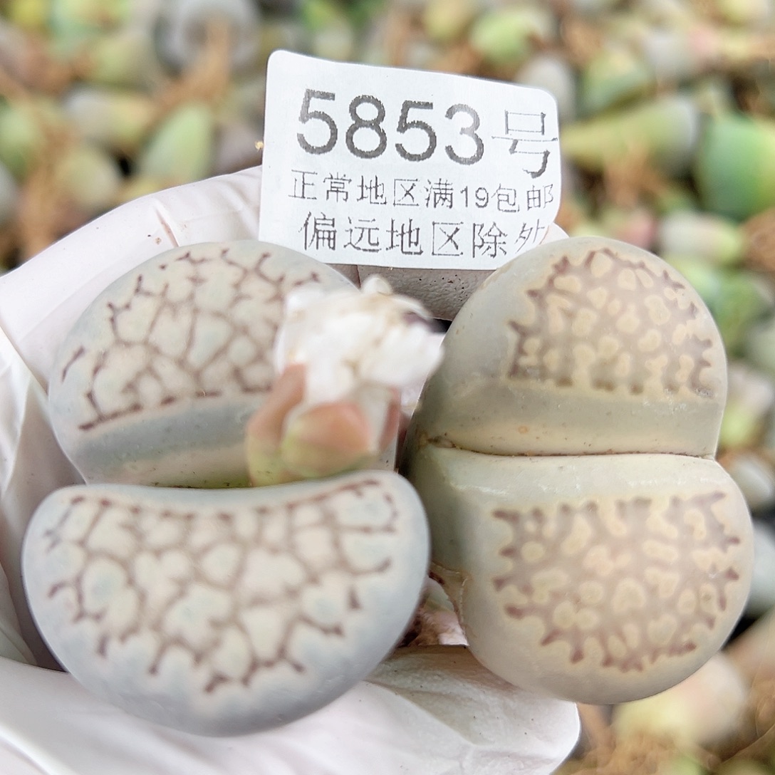 5853五年超额大单头两颗4cm有老疤有点腿特价处理