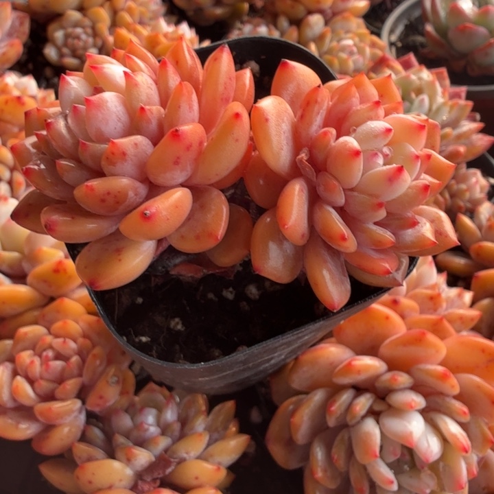 玉芙蓉。两颗。         