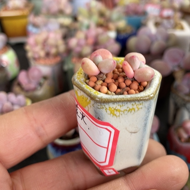 【闪购商品】双头红萤火