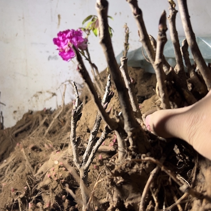 龍***完全开放岛锦福利