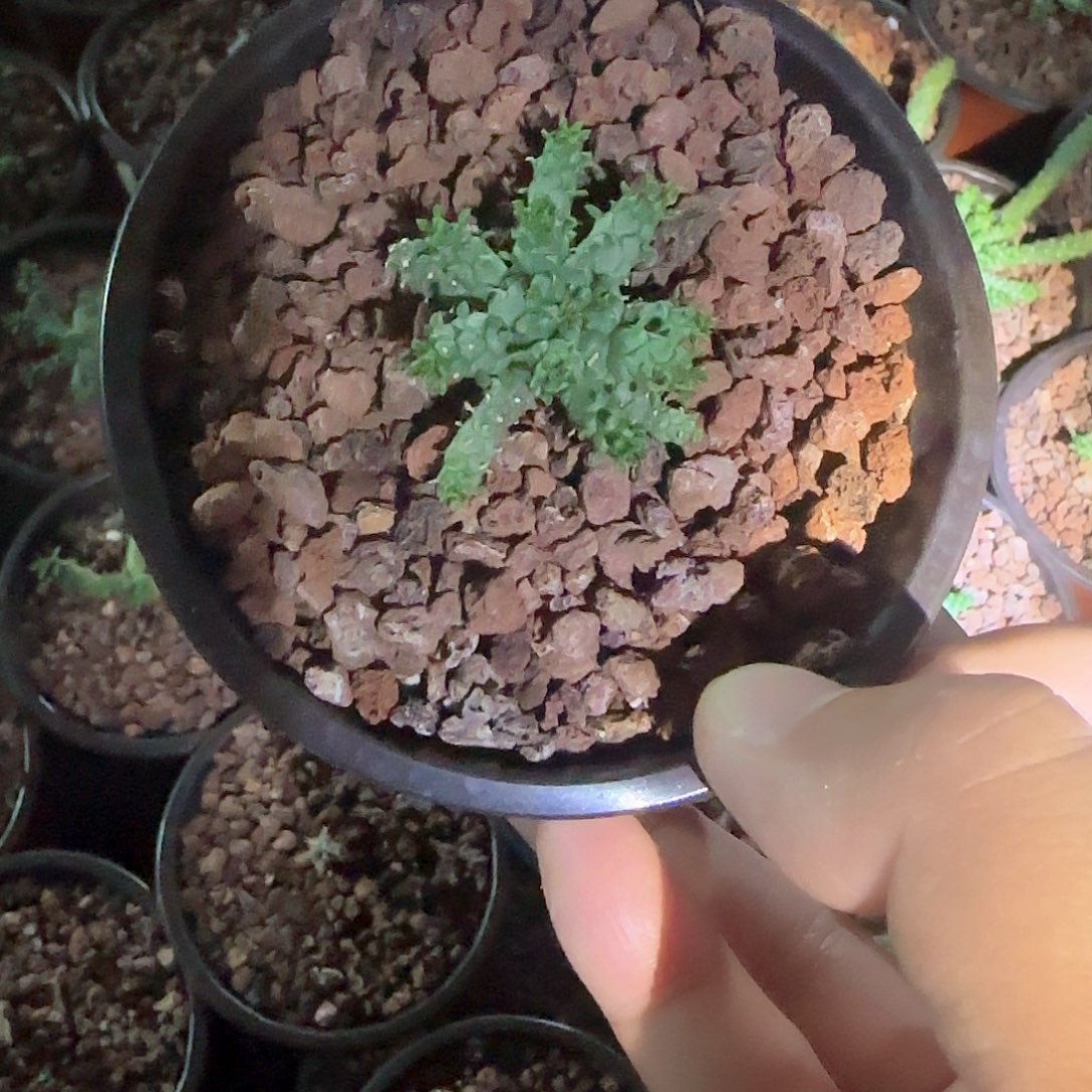多肉植物 阎魔杂交 小型种