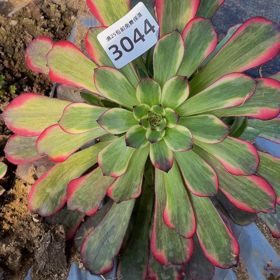 3044烟花多肉植物