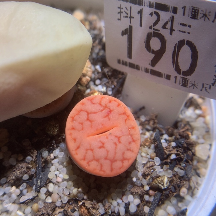 精品生石花124.190