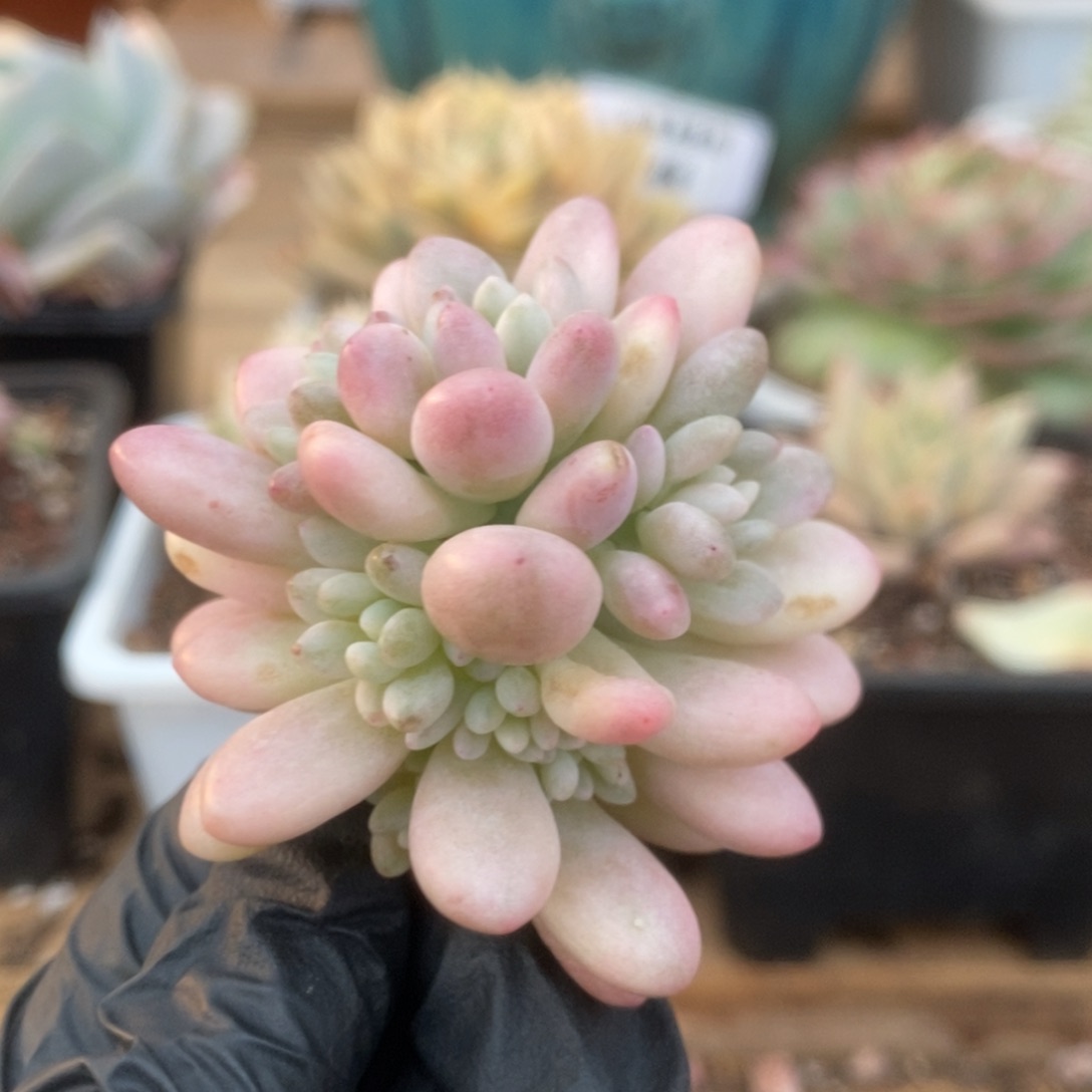 001鱼子酱锦锦锦锦