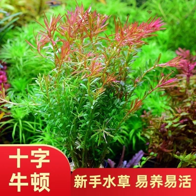 十字牛顿水草需光二氧化碳淡水活体发色植物鱼缸水族装饰新手造景