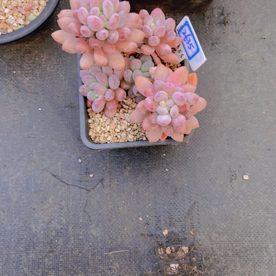 艾***园2635所罗门一颗一